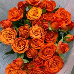 [卓昂玫瑰园精选]芭比橙泡泡barbie bubbles这是一款切花月季