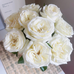 [卓昂玫瑰园精选 南诏公主 切花月季玫瑰花苗