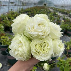 【卓昂玫瑰园精选】女士时装 日月浅绿切花月季花苗玫瑰苗切花