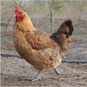 【现杀土母鸡】现杀土母鸡品牌,价格 - 阿里巴巴