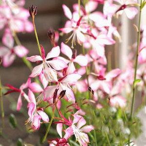 山桃草千鸟花 多年生宿根 草本耐寒耐热花卉植物室外花园阳台花镜