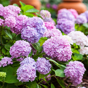 无尽夏 新娘 甜蜜幻想 绣球花苗盆栽 八仙花阳台庭院花卉植物花苗