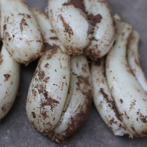 四川新鲜茭头藠头现挖现发四川农家自种叫头教头下饭菜5斤包邮