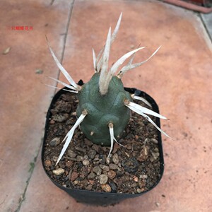 精选纸刺武藏野仙人球团扇高端好养创意大多肉植物侧芽自根