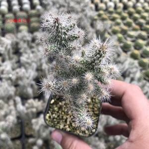 新品仙人球【泰迪熊】多肉植物松鼠团扇仙人掌室内盆栽防辐射