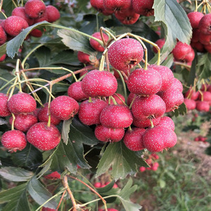 山楂树大五棱