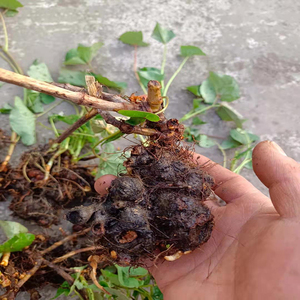 苦荞头中药材新鲜野生现挖苦荞麦 万年荞 野南荞 鞑靼蓼 野荞麦