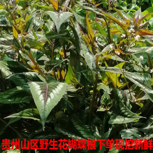 花蝴蝶中药材以为是新鲜下单现挖皂药根 拐枣七 鸡脚七血当归500g