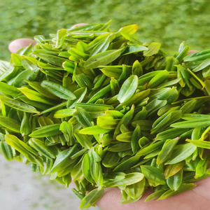 六安瓜片2022新茶安徽名茶高山绿茶雨前浓香250g散装金寨内山茶叶