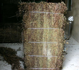 越南 野生 仙人草 凉粉草 神仙草 干仙草  2斤