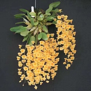 泰聚石斛兰板植已成活开花成串美观花期4-6月