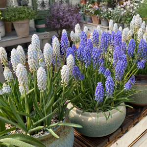 大林男葡萄风信子盆栽亚美尼亚蓝壶耐寒球根庭院阳台球根花卉植物