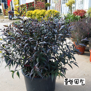 包邮花镜植物 紫叶马兰盆栽室外庭院植物耐寒耐冻多年生灌木观叶