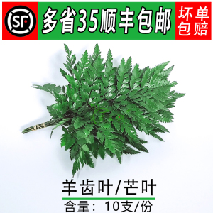 新鲜杨子叶 高山羊齿叶 芒叶 花草酒店西餐烘焙摆盘装饰点缀10支