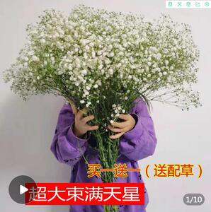 满天星鲜花天然干花零售摆摊生日礼物客昆明基地直发(鲜花发货)