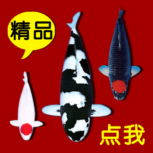 纯种精品锦鲤鱼 观赏鱼活体 正宗日本进口锦鲤活鱼红白大型淡水鱼
