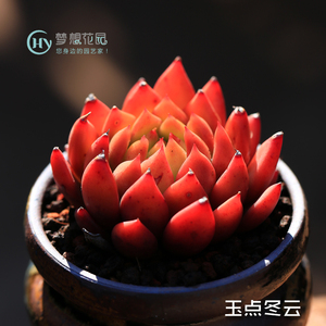 玉点冬云多肉植物单头3-5cm左右 梦想花园肉肉绿植盆栽花卉