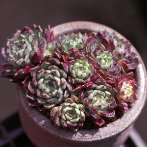 沙罗姬牡丹多肉植物群生稀有云南室内净化空气肉肉绿植盆栽花包邮