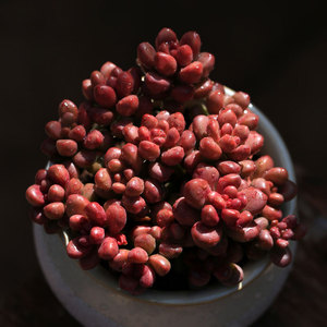 耳坠多肉植物群生多头云南好养含盆种好肉肉绿植盆栽花卉特价包邮