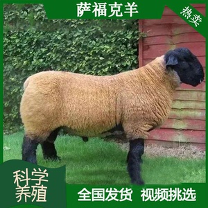 纯种萨福克绵羊萨福克羊羔怀孕母羊活羊活体萨福克种公羊养殖技术