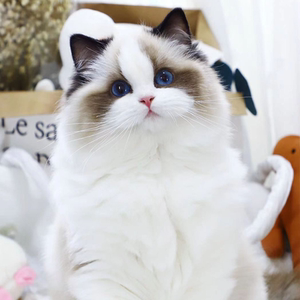 布偶猫幼猫纯种宠物猫咪活物火焰蓝海豹双重点色小仙女猫活体幼崽