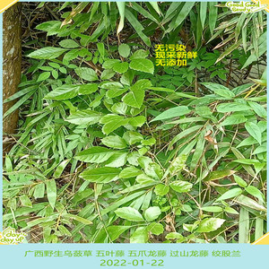 广西野生现采新鲜乌蔹草 五叶藤 五爪龙藤 过山龙藤 绞股兰