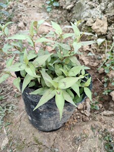 广西鱼生草香柳苗香蓼辣蓼越南香料叻沙叶横县鱼生料1盆带土发货