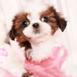 西施犬狮子狗