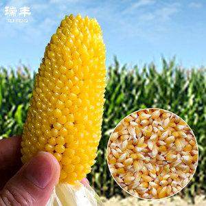 菠萝玉米种子超甜好吃的水果玉米黄金小玉米种籽大田春季四季播孑