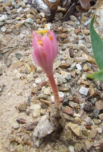 Haemanthus crispus-pink  血莲 南非 球根 多肉植物 波叶血连