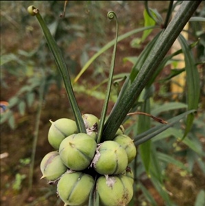 云南大红花滇黄精种子 多花黄精节节高种籽黄精苗