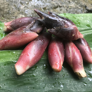 湖北恩施新鲜阳荷姜洋河姜阳霍姜洋火姜蘘荷当季野生蔬菜新鲜采摘