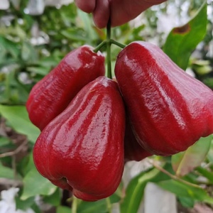 海南黑金刚莲雾新鲜水果5斤脆甜多汁空运自己果园