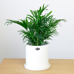 椰子盆栽植物室内散尾葵迷你小型微景观创意办公桌面花卉绿植9人付款