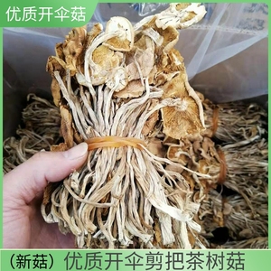 江西广昌茶树菇干货袋装开伞剪把5斤装菌菇餐饮商用食用清香菇类