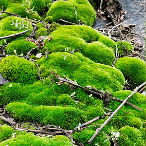 新鲜苔藓 精品朵朵藓 大灰藓假山搭配植物盆栽 手工制作diy生态瓶