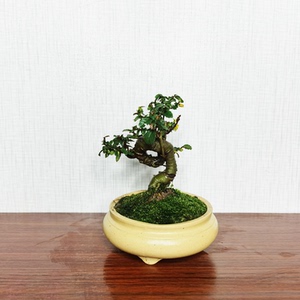 【小叶榔榆微盆】小叶榔榆微盆品牌,价格 - 阿里巴巴