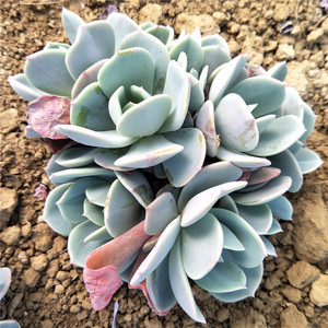 蓝粉台阁大颗 多头老桩多肉植物 办公桌防辐射绿植花卉盆栽多肉