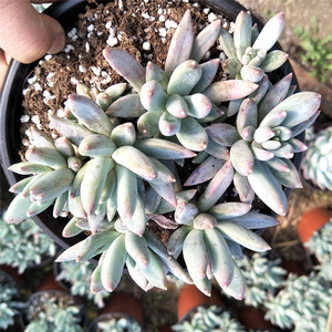 蓝黛莲群生老桩 多肉植物办公室内盆栽植物 个性造型