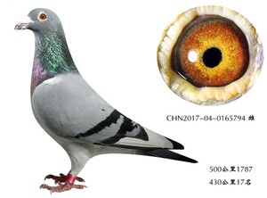 比利时原环鸽子