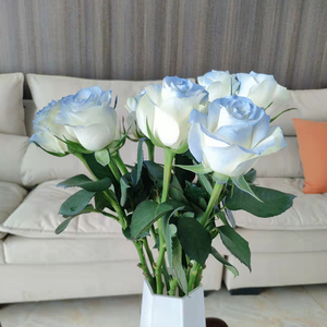 云南鲜花基地直发520网红碎冰蓝玫瑰真花水养鲜花花束送人插花