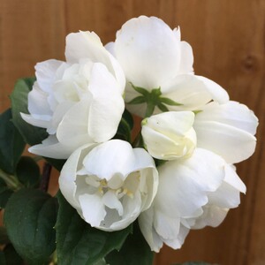 山花烂漫莳 重瓣山梅花纯真virginal 耐寒香味花灌木花园庭院盆栽