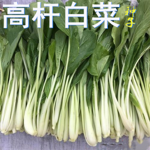 农家 腌制酸菜高梗白小白菜种子 高梗青长杆白菜种籽  大田蔬菜孑