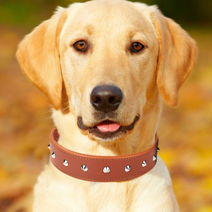 真皮大型犬宠物项圈牛皮狗狗脖圈中型犬金毛拉布拉多哈士奇狗脖套