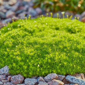 【物候】爱尔兰珍珠草 地被常绿盆栽花境开花境好养小巧耐寒耐阴