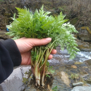 东北特产长白山新鲜纯野生山野菜野生山胡萝卜英子樱子秧二斤包邮