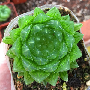 水晶玉露包邮