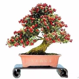 小叶野山楂,山里红老桩精品素材盆景,可提根附石精品