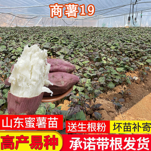 商薯19白心板栗薯苗红薯苗种地瓜苗秧脱毒高淀粉番薯种苗山芋秧苗
