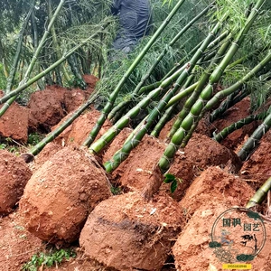 龟甲竹苗龙鳞竹佛面竹龟背竹子苗盆栽景室内四季常绿庭院大型高档